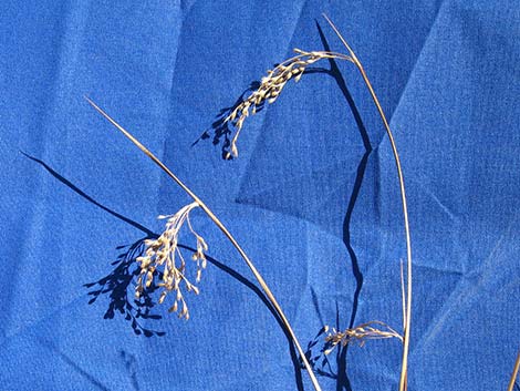 Rushes (Juncus)