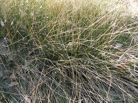 Rushes (Juncus)