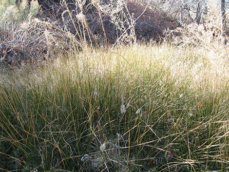 Rushes (Juncus)