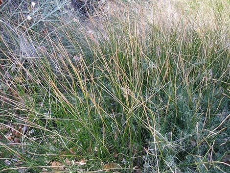 Rushes (Juncus)