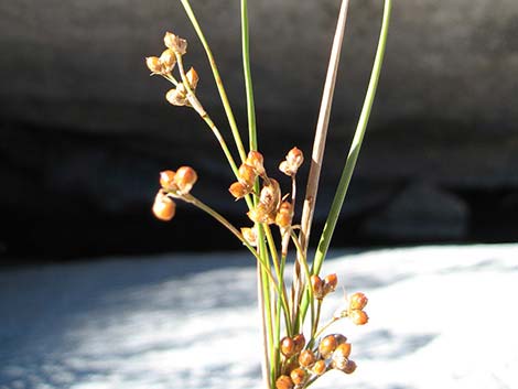 Rushes (Juncus)