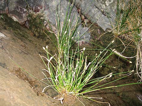 Rushes (Juncus)