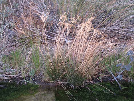 Rushes (Juncus)