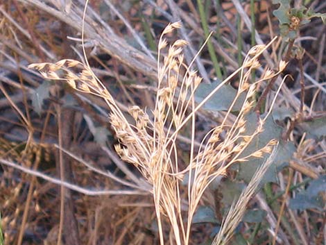 Rushes (Juncus)