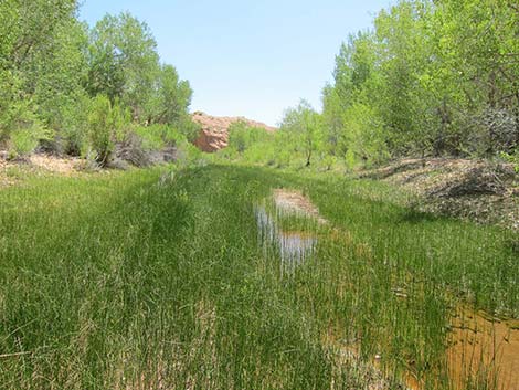 Rushes (Juncus)