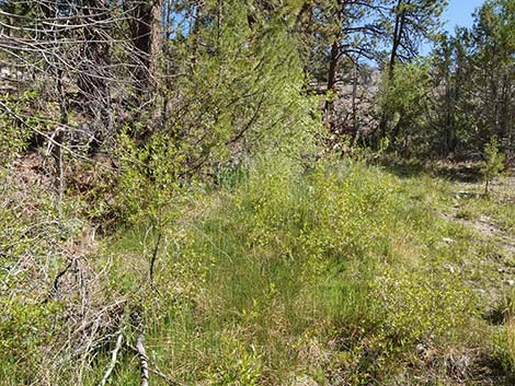 Rushes (Juncus)
