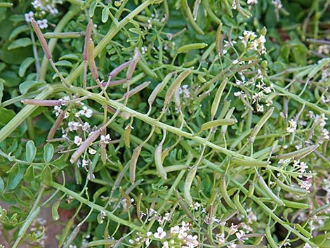 Watercresses (Nasturtium officinale)