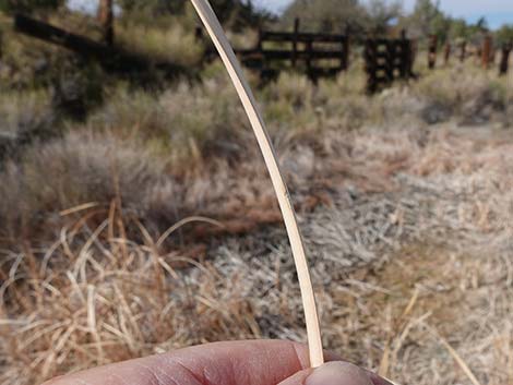 Narrowleaf Cattail (Typha angustifolia)