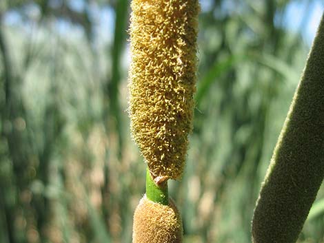 Southern Cattail (Typha domingensis)