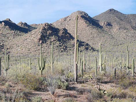 Vegetation Around Las Vegas, Saguaro (Carnegiea gigantea)