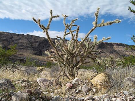 Buckhorn Cholla (Cylindropuntia acanthocarpa)