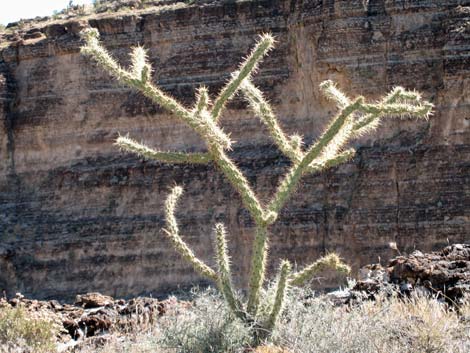 Buckhorn Cholla (Cylindropuntia acanthocarpa)