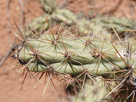 Buckhorn Cholla (Cylindropuntia acanthocarpa)