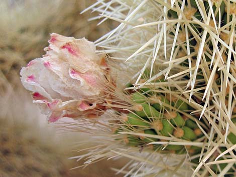 Teddybear Cholla (Cylindropuntia bigelovii)