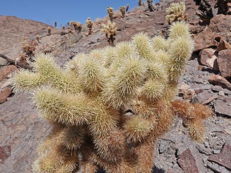 Teddybear Cholla (Cylindropuntia bigelovii)