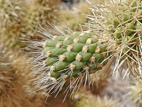 Teddybear Cholla (Cylindropuntia bigelovii)