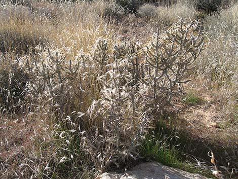 Pencil Cholla (Cylindropuntia ramosissima)