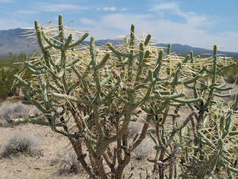 Pencil Cholla (Cylindropuntia ramosissima)