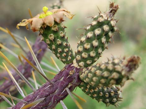 Pencil Cholla (Cylindropuntia ramosissima)