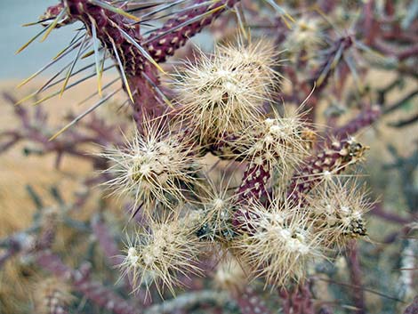 Pencil Cholla (Cylindropuntia ramosissima)