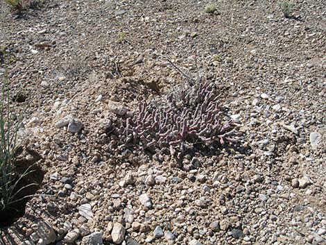 Pencil Cholla (Cylindropuntia ramosissima)