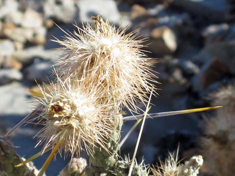 Pencil Cholla (Cylindropuntia ramosissima)