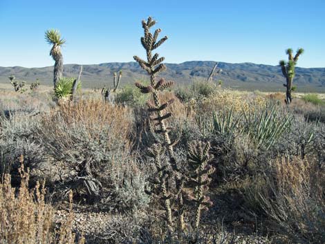 Whipple Cholla (Cylindropuntia whipplei)