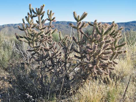 Whipple Cholla (Cylindropuntia whipplei)