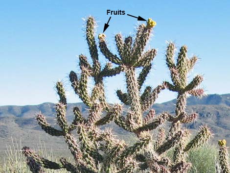 Whipple Cholla (Cylindropuntia whipplei)