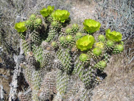 Whipple Cholla (Cylindropuntia whipplei)