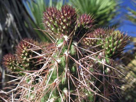 Whipple Cholla (Cylindropuntia whipplei)