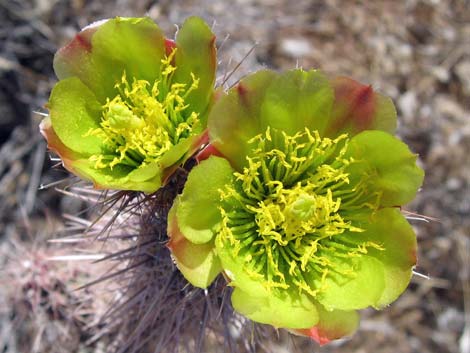 Whipple Cholla (Cylindropuntia whipplei)