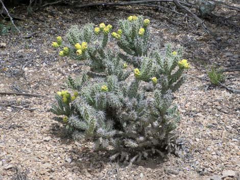 Whipple Cholla (Cylindropuntia whipplei)