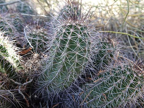 Baker Kingcup Cactus (Echinocereus bakeri)