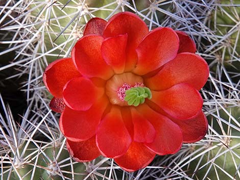 Baker Kingcup Cactus (Echinocereus bakeri)