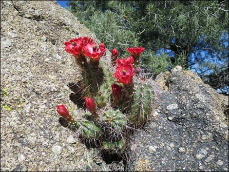 Baker Kingcup Cactus (Echinocereus bakeri)