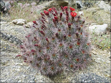 Baker Kingcup Cactus (Echinocereus bakeri)