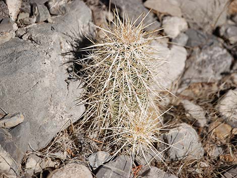 Engelmann's Hedgehog Cactus (Echinocereus engelmannii)