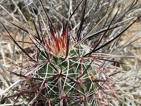 Engelmann's Hedgehog Cactus (Echinocereus engelmannii)