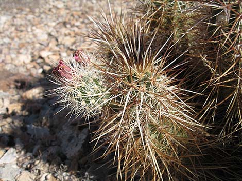 Engelmann's Hedgehog Cactus (Echinocereus engelmannii)