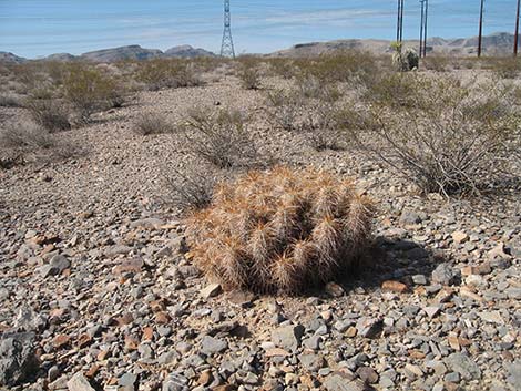 Engelmann's Hedgehog Cactus (Echinocereus engelmannii)