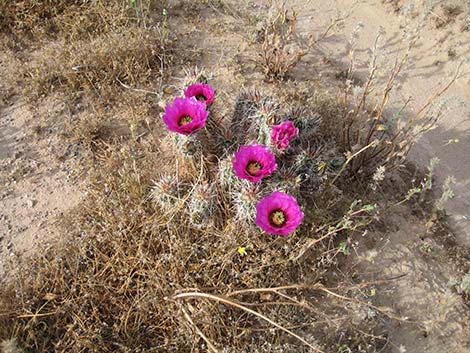 Engelmann's Hedgehog Cactus (Echinocereus engelmannii)