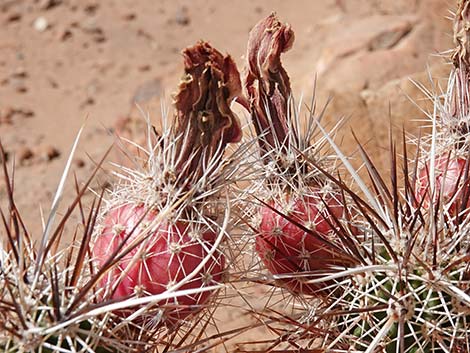 Engelmann's Hedgehog Cactus (Echinocereus engelmannii)