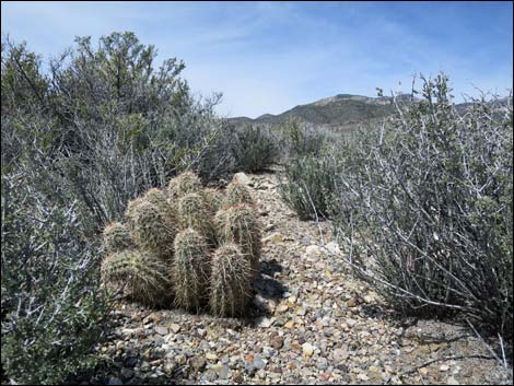 Engelmann's Hedgehog Cactus (Echinocereus engelmannii)