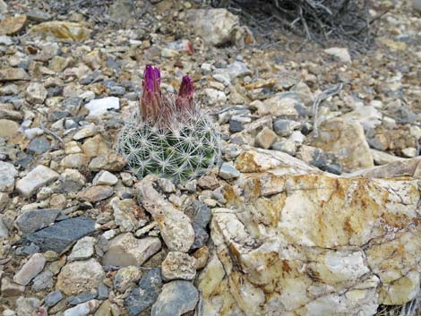 Spinystar (Escobaria vivipara var. rosea)