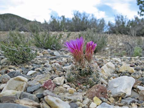 Spinystar (Escobaria vivipara var. rosea)