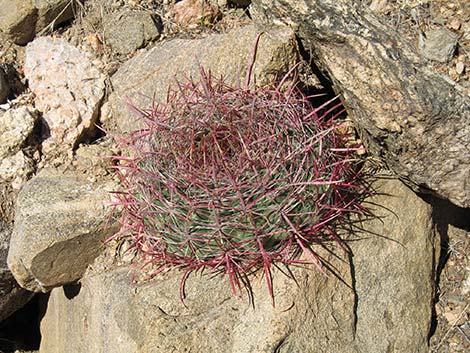California Barrel Cactus (Ferocactus cylindraceus)