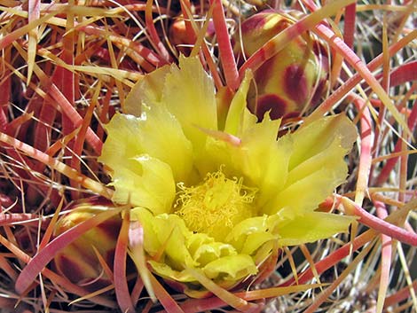 California Barrel Cactus (Ferocactus cylindraceus)