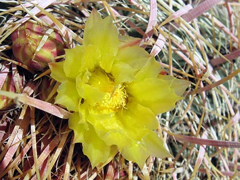 California barrel cactus (Ferocactus cylindraceus)