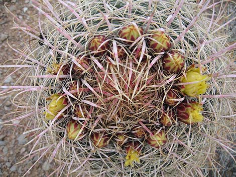 California Barrel Cactus (Ferocactus cylindraceus)